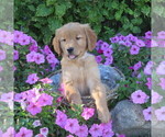 Small Photo #13 Golden Retriever Puppy For Sale in THORP, WI, USA