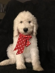 Goldendoodle-Poodle (Standard) Mix Puppy for sale in MARTIN, MI, USA