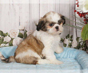 Shih Tzu Puppy for sale in PENNS CREEK, PA, USA
