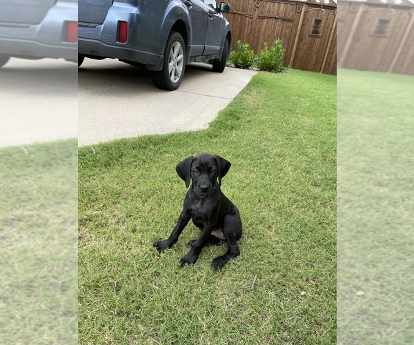 Medium Photo #2 Weimaraner Puppy For Sale in SACHSE, TX, USA