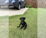 Small Photo #2 Weimaraner Puppy For Sale in SACHSE, TX, USA