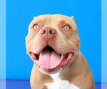 WOMBAT - Male Mutt Dog for Adoption - Small photo