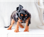 Small #2 Cavalier King Charles Spaniel