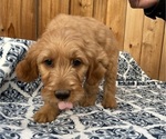 Small Photo #6 Goldendoodle Puppy For Sale in MODESTO, CA, USA