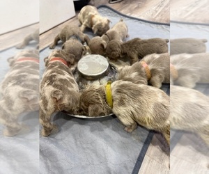French Bulldog Litter for sale in ANAHEIM, CA, USA