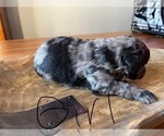 Small Photo #4 Aussiedoodle Puppy For Sale in ARKOMA, OK, USA