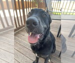 Small Labrador Retriever Mix