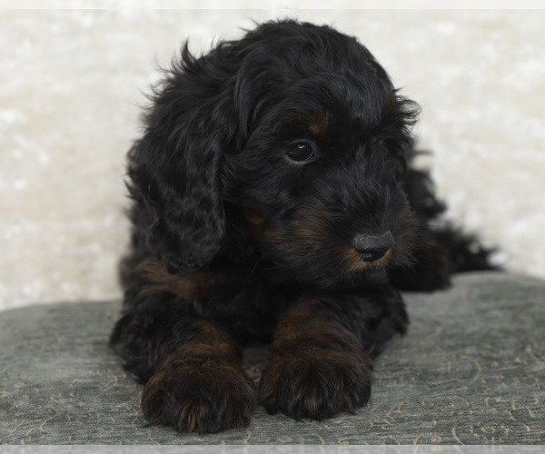 Medium Photo #1 Goldendoodle Puppy For Sale in TOPEKA, KS, USA