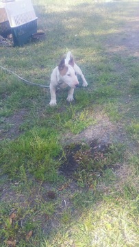 Medium Photo #1 Bull Terrier Puppy For Sale in FLORENCE, SC, USA