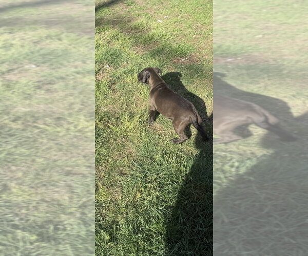 Medium Photo #4 Mutt Puppy For Sale in Wenonah, NJ, USA
