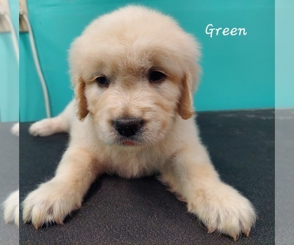 Medium Photo #2 English Cream Golden Retriever Puppy For Sale in CLANTON, AL, USA