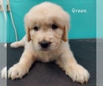 Small #1 English Cream Golden Retriever