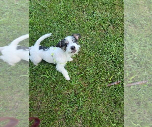 Medium Photo #6 Dachshund-Jack Russell Terrier Mix Puppy For Sale in Westminster, MD, USA