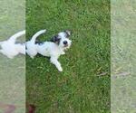 Small #5 Dachshund-Jack Russell Terrier Mix