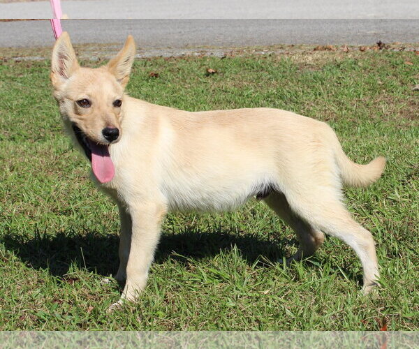 Medium Photo #3 Mutt Puppy For Sale in Prattville, AL, USA