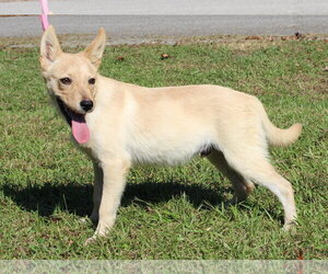 Myer 44466 - Male Mutt Dog for Adoption - Photo #3