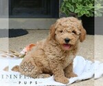 Small #2 Goldendoodle (Miniature)