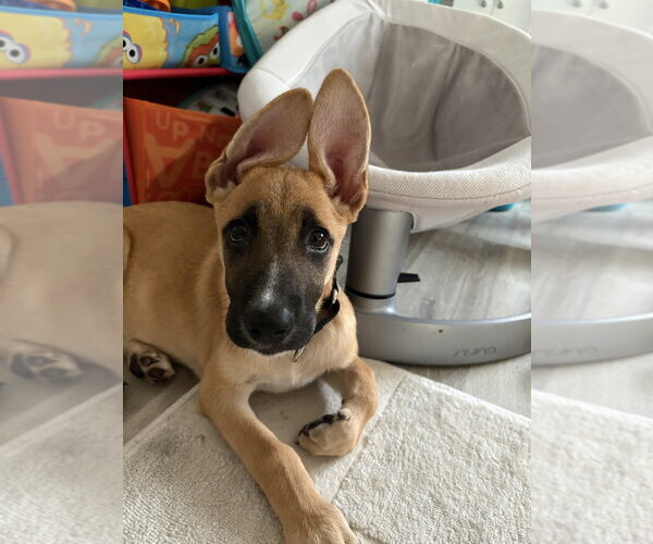Medium Photo #3 Mutt Puppy For Sale in Brewster, NY, USA
