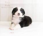 Small Photo #1 Australian Shepherd Puppy For Sale in BESSEMER, AL, USA