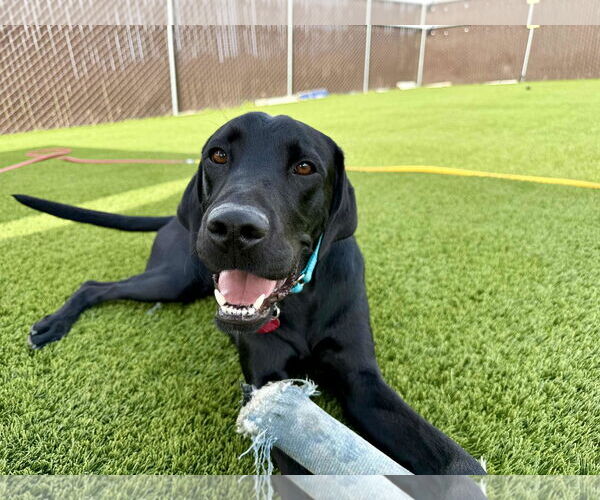 Medium Photo #2 Labrador Retriever Puppy For Sale in Clovis, CA, USA