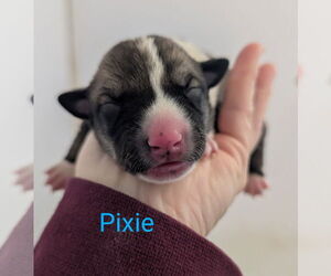 Border Collie-Unknown Mix Dogs for adoption in Chinook, MT, USA