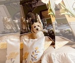 Small Photo #1 Goldendoodle (Miniature) Puppy For Sale in LILLINGTON, NC, USA