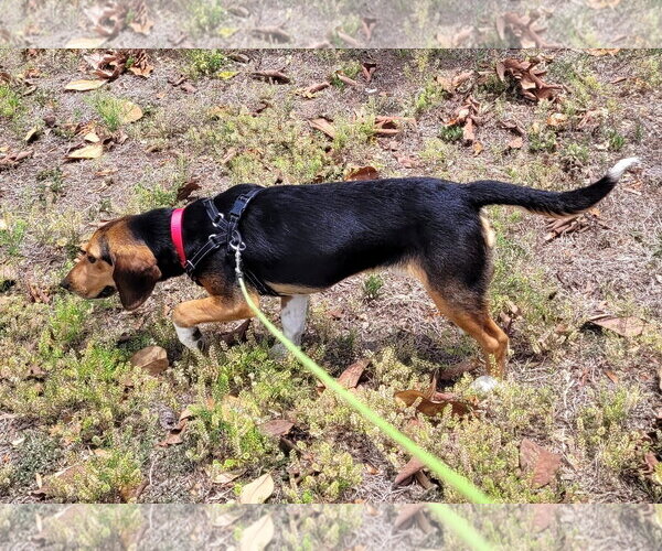 Medium Photo #8 Beagle Puppy For Sale in Dunnellon, FL, USA