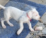 Small Photo #8 Dogo Argentino Puppy For Sale in ALBUQUERQUE, NM, USA
