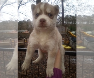 Siberian Husky Puppy for sale in FLORENCE, SC, USA