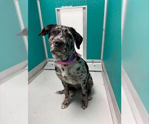 Catahoula Leopard Dog-Unknown Mix Dogs for adoption in Oklahoma City, OK, USA