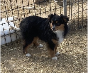 Mother of the Shel-Aussie puppies born on 06/09/2025