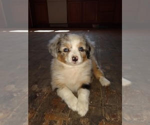 Miniature Australian Shepherd Puppy for sale in MORRAL, OH, USA