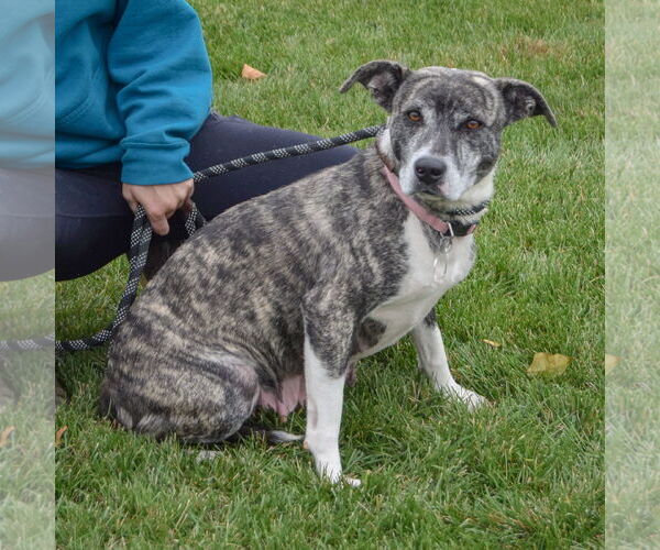 Medium Photo #4 Catahoula Leopard Dog-Unknown Mix Puppy For Sale in Huntley, IL, USA