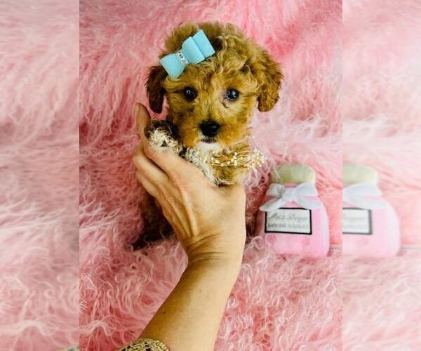 Medium Photo #4 Poodle (Toy) Puppy For Sale in MIAMI, FL, USA