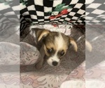 Small #17 Shorkie Tzu