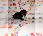 Small #6 Yorkshire Terrier