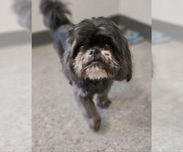 Medium Photo #2 Shih Tzu Puppy For Sale in oakland, FL, USA