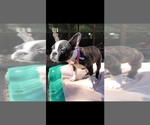 Small Photo #17 Faux Frenchbo Bulldog Puppy For Sale in SAN ANTONIO, TX, USA