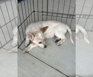 - Mix Dogs for adoption in The Woodlands, TX, USA