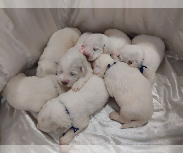 Medium Photo #5 Great Pyrenees Puppy For Sale in BEE SPRING, KY, USA