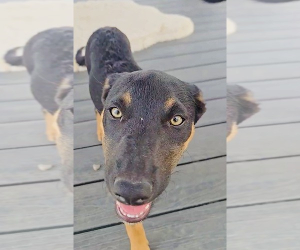 Medium Photo #2 Australian Kelpie Puppy For Sale in CAMAS, WA, USA