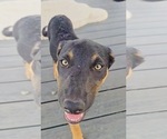 Small #1 Australian Kelpie