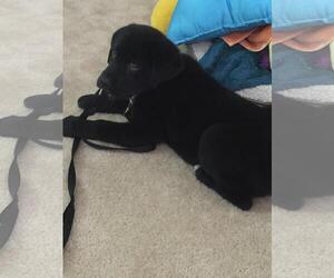 Shadow (King) Havard - Male Labrador Retriever-Unknown Mix Dog for Adoption - Photo #19
