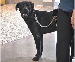Labrador Retriever Dogs for adoption in Houston, TX, USA