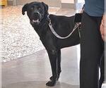 Small Labrador Retriever