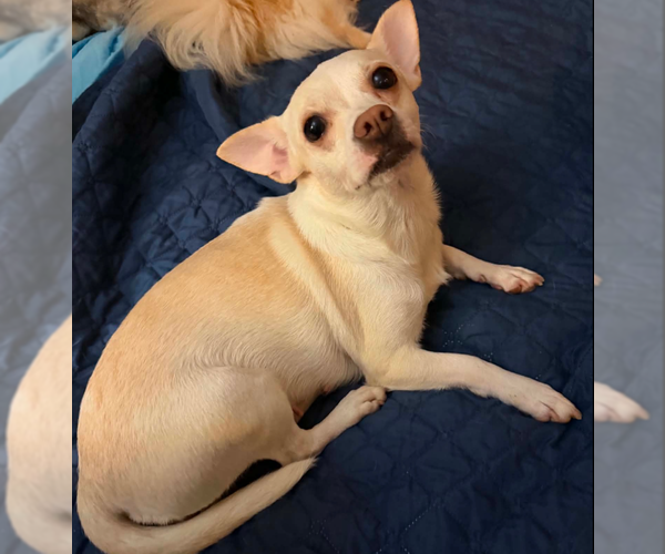 Medium Photo #1 Chihuahua-Unknown Mix Puppy For Sale in Cranston, RI, USA