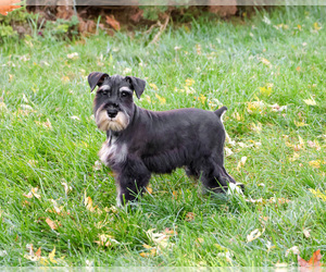 Schnauzer (Miniature) Puppy for sale in SYRACUSE, IN, USA