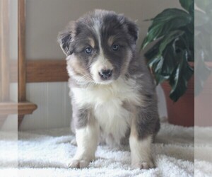Border Collie Puppy for sale in MANHEIM, PA, USA