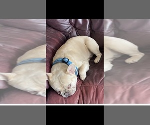 Father of the French Bulldog puppies born on 11/30/2022