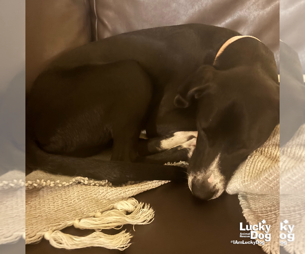 Medium Photo #4 Labrador Retriever-Unknown Mix Puppy For Sale in Washington, DC, USA